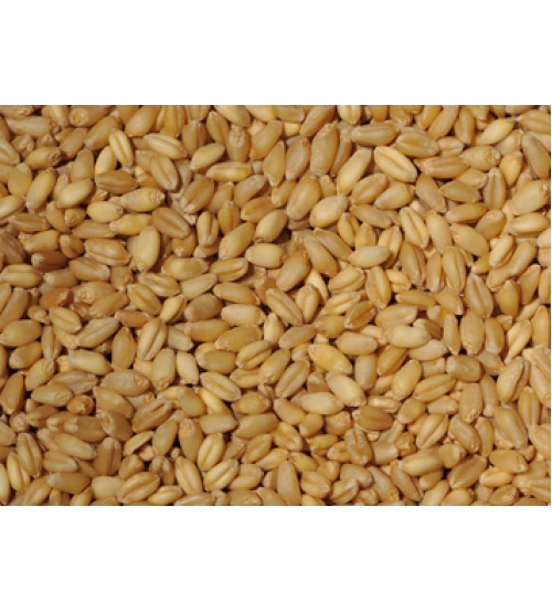 बंसी गहू / Bansi Wheat (ZBNF - Natural - Not Organic)